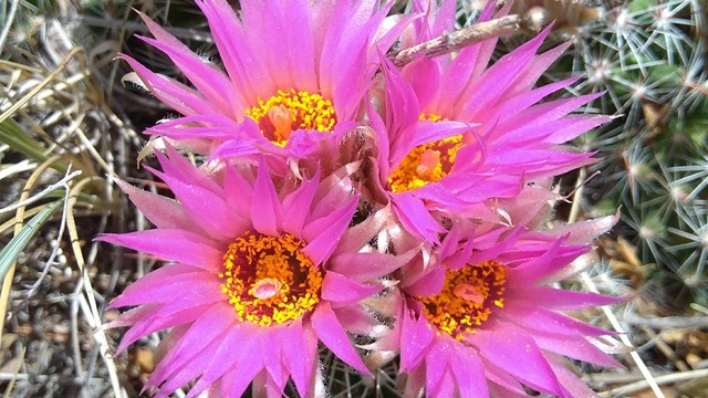 A cluster of four bright pink ball cactus flowers. 