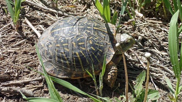 An ornate box turtle with a dome-shaped carapace. 