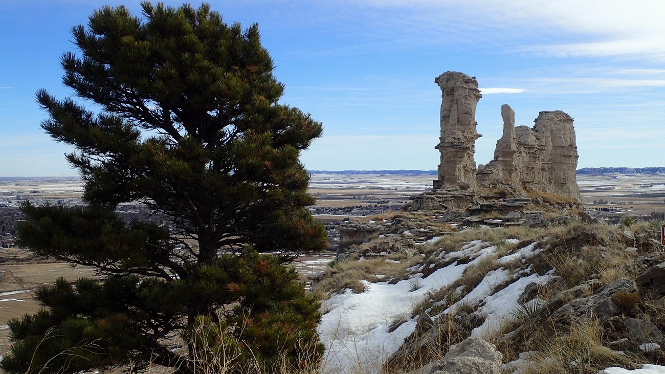 A pine tree stands in the foreground, while sandstone spires rise in the background. 