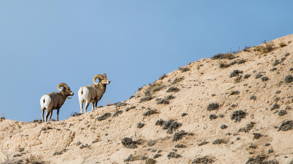 Two bighorn sheep stand on a rocky ridge. 