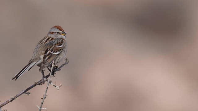 A small tan and brown bird is perched on a tree branch.