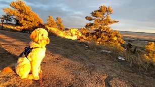 A dog is attached to a leash in the golden light of the setting sun.