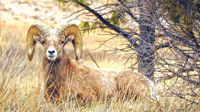 A bighorn sheep ram rests on the ground beneath a ponderosa pine tree. 