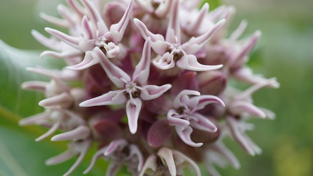 A cluster of pink flowers with green leaves in the background and out of focus. 