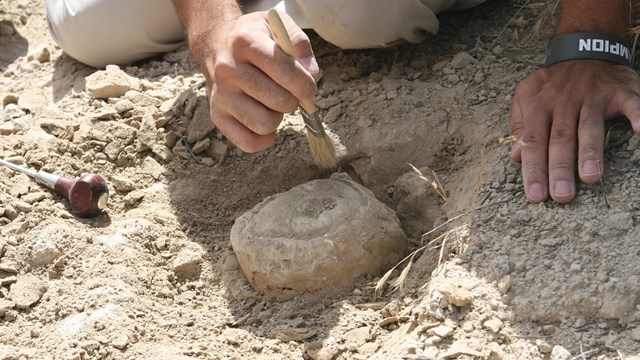 A person uses a brush to remove sediment from a fossil turtle shell. 