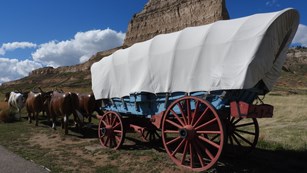 A Conestoga covered wagon is pulled by replica oxen. 