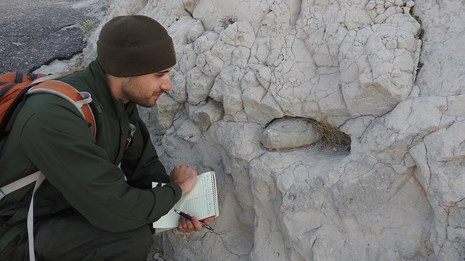 A park ranger inspects a piece of limestone embedded in sandstone. 