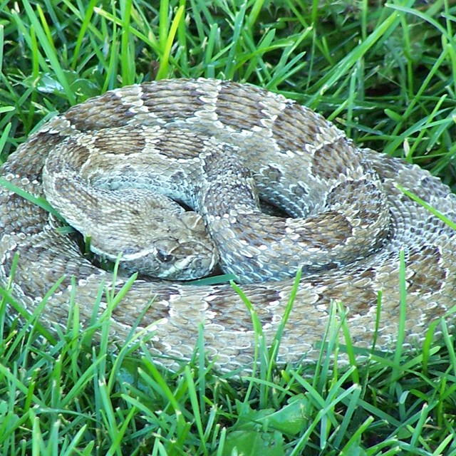 A prairie rattlesnake is coiled up on green grass. 