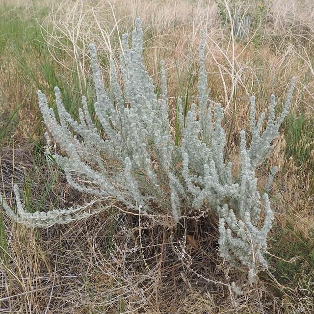 The cottony-white foliage of winterfat. 