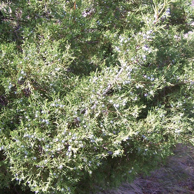 The dark green foliage of the Rocky Mountain juniper. 