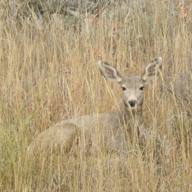 A mule deer doe lays among grasses of the prairie.