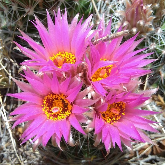 A cluster of four bright pink ball cactus flowers. 
