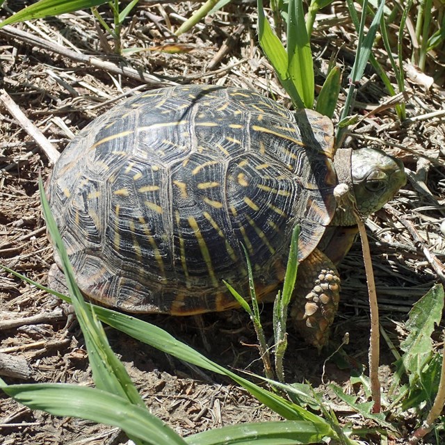 An ornate box turtle with a dome-shaped carapace. 