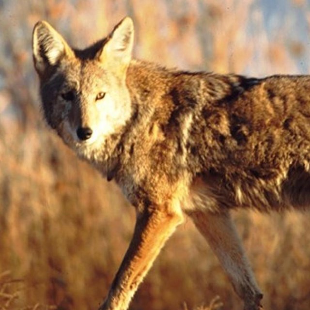 A coyote walking during twilight