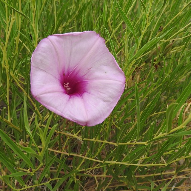 A single, round pink flower grows on a bush with stalks covered by thin, green leaves. 