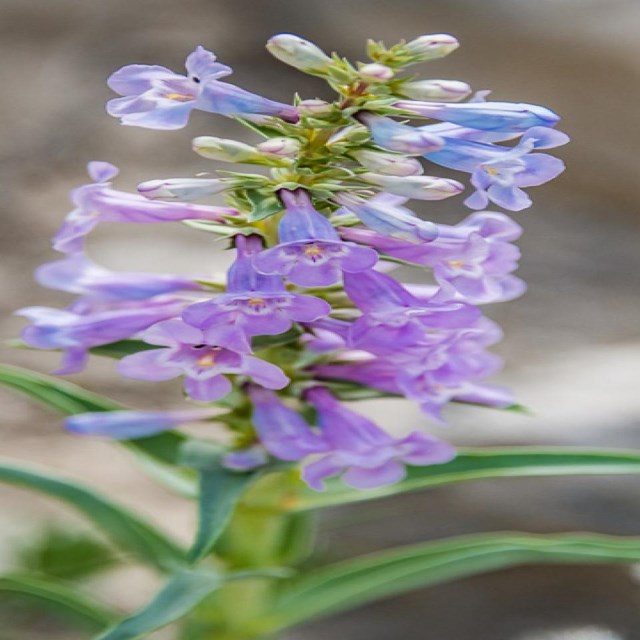 A many flowed and blooming Penstemon