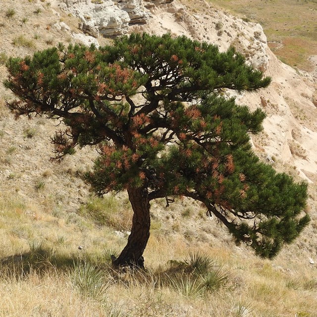 A scraggly ponderosa pine tree grows on the slopes of Scotts Bluff. 
