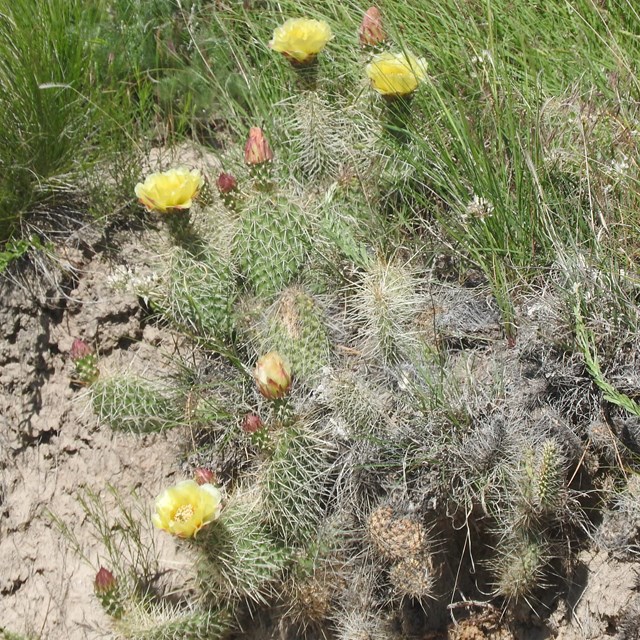 Yellow flowers adorn the ends of cactus pads. 