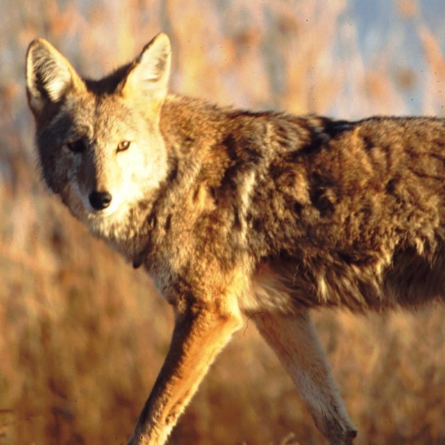 A coyote stands in front of brown vegetation. 