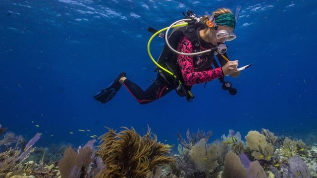 Diver in SCUBA gear observing coral and taking notes
