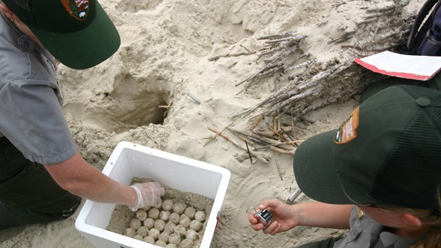Researchers incubate turtle eggs