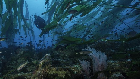SCUBA diver swimming through a kelp forest
