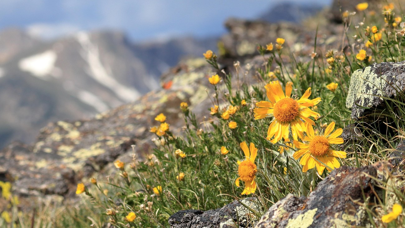 Short yellow alpine flowers in front of snow covered peaks.