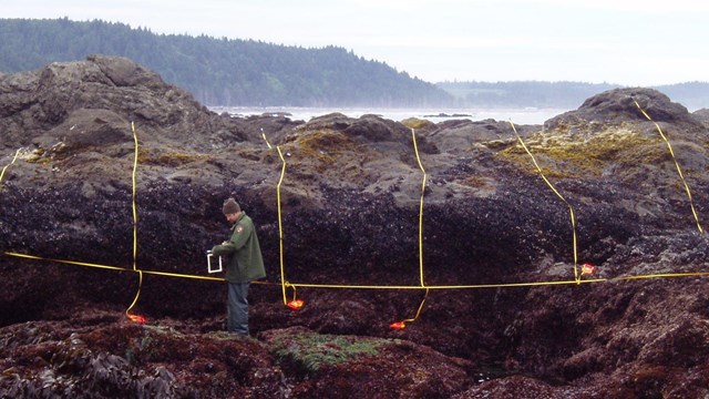 Grid of tape laid along rugged coastline to take scientific measurements and observations.