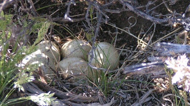 Nest with four Gunnison Sage Grouse eggs tucked under a sagebrush.