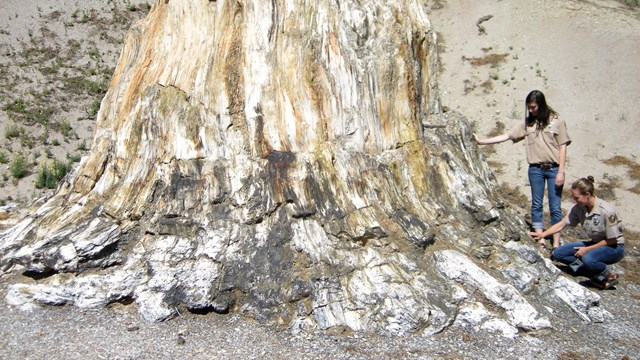 Two people dwarfed by the enormous fossilized tree stump they are studying.