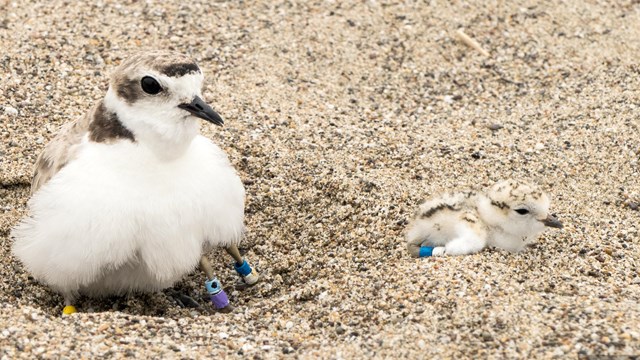 Banded western snowy plover chicks with their father on a Point Reyes beach.