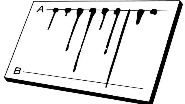 A black and white drawing of many dripping samples between parallel lines A and B.