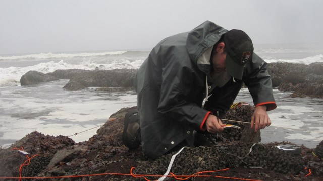 Uniformed park scientist taking measurements along a rocky shoreline