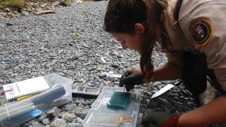 A woman collects fish otoliths for study.
