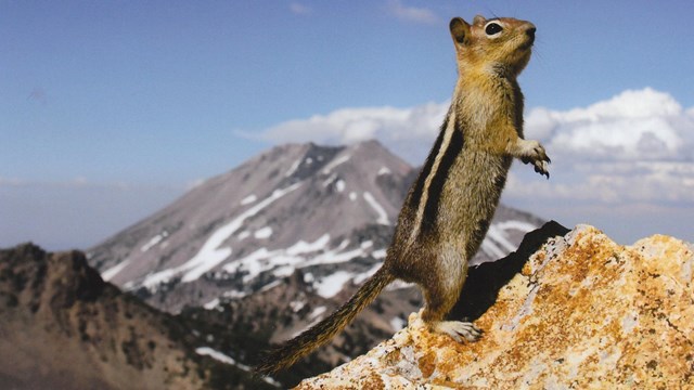 Chipmunk perched on a rock on a high mountain.