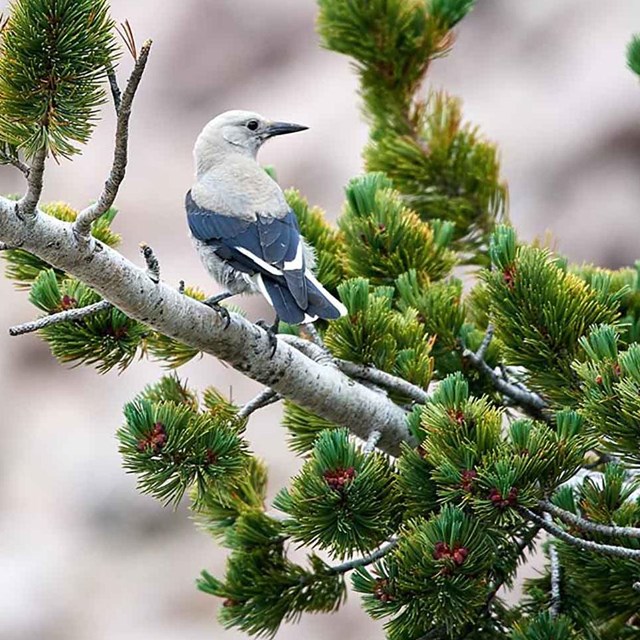 A Clark's Nutcracker in a whitebark pine tree.