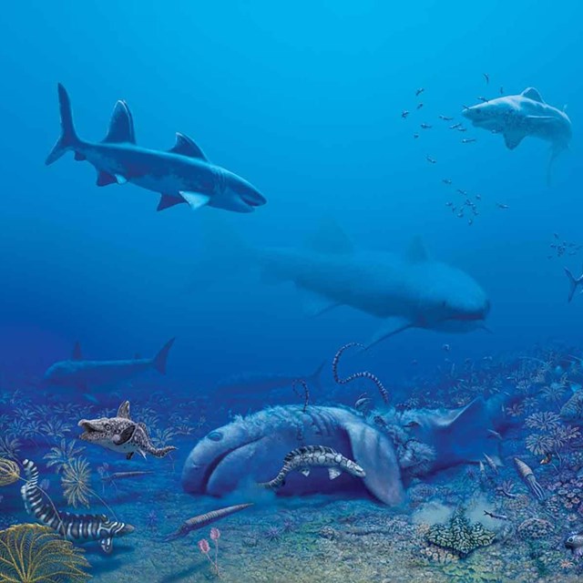 An artist drawing of ancient sea life.