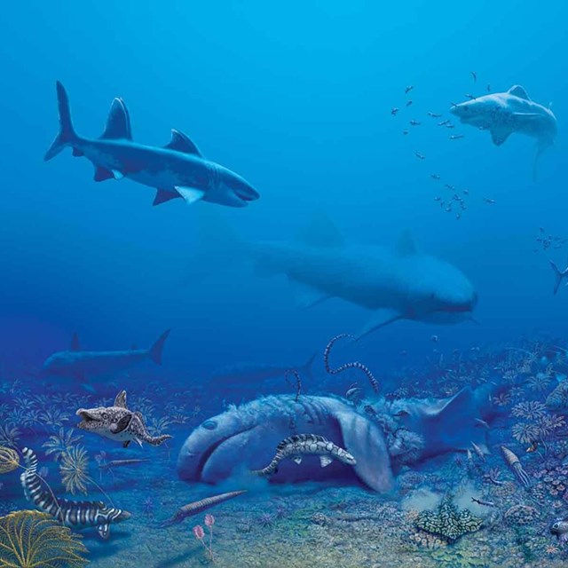 An artist drawing of ancient sea life.