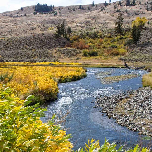 A mountain stream in Yellowstone in the fall.