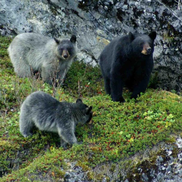 Three black bears on a glacial outcrop.