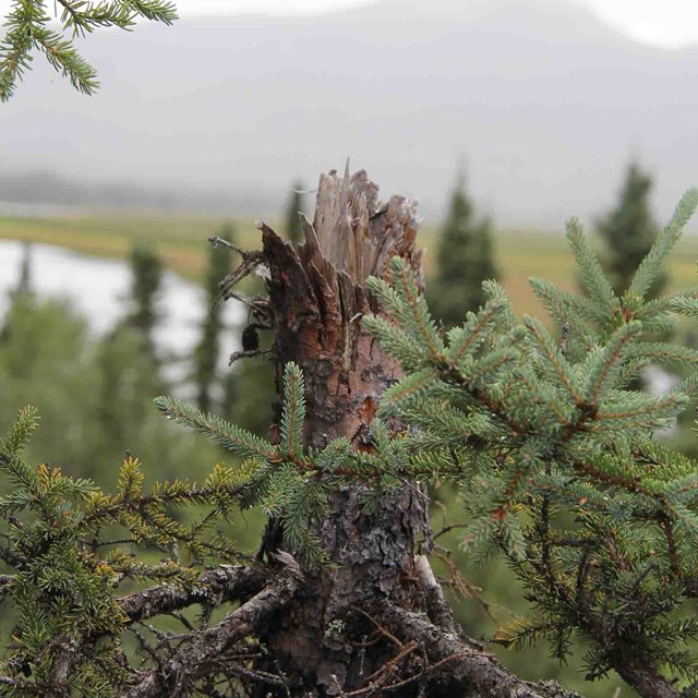 A topped spruce tree at an overlook.