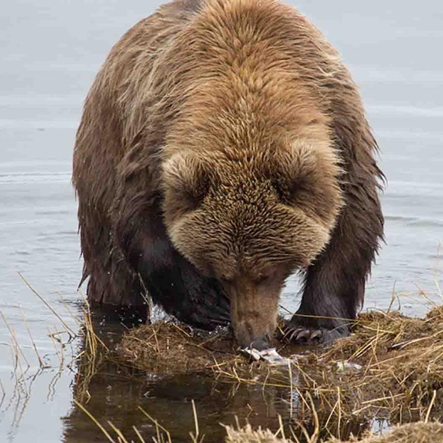 A bear eating a fish carcass on a streambank.