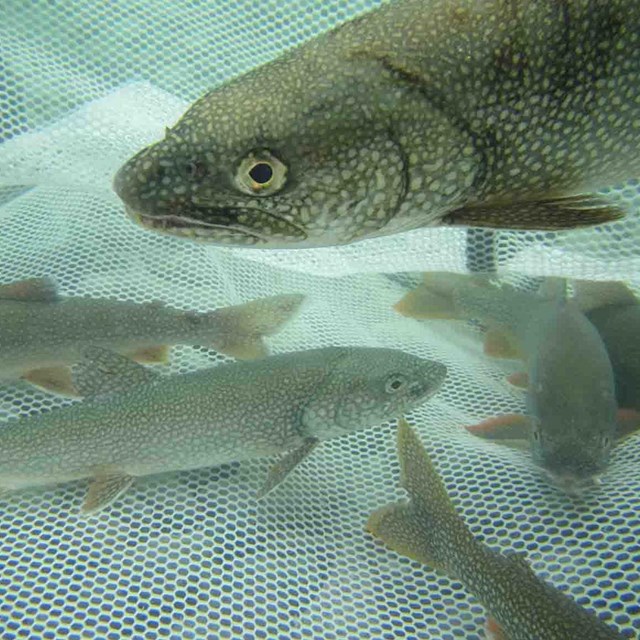 Lake trout in a net.
