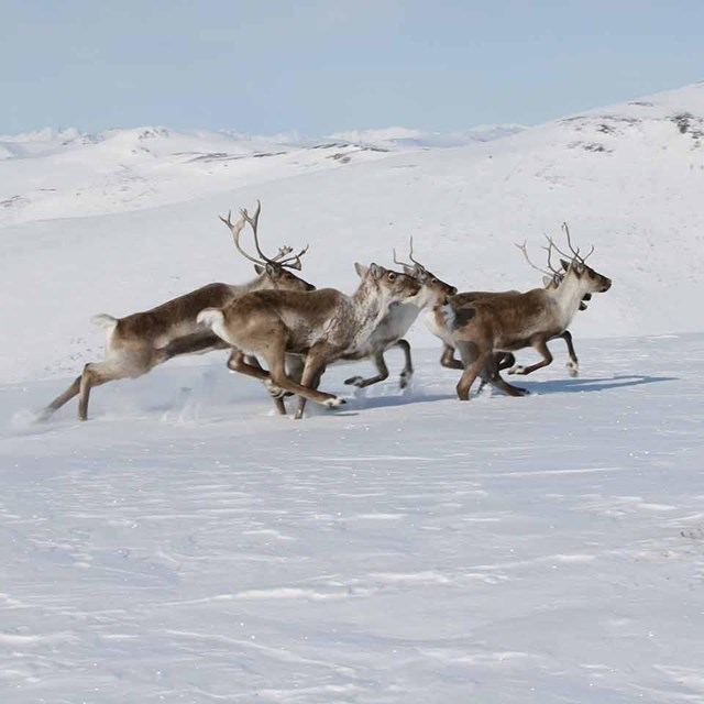 A small group of caribou in a snowy landscape.