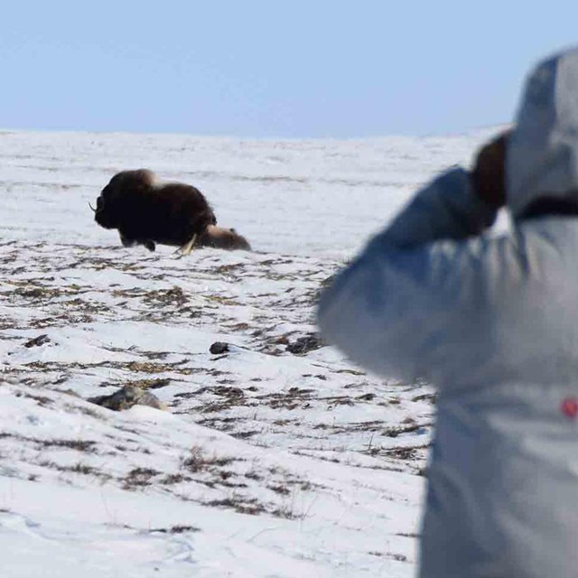A researcher watches muskoxen on the Arctic tundra.