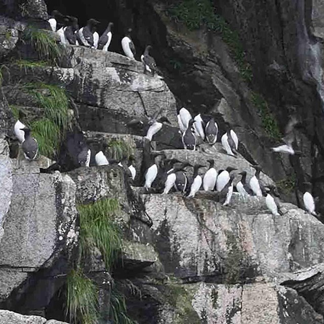 A seabird colony on cliffs.