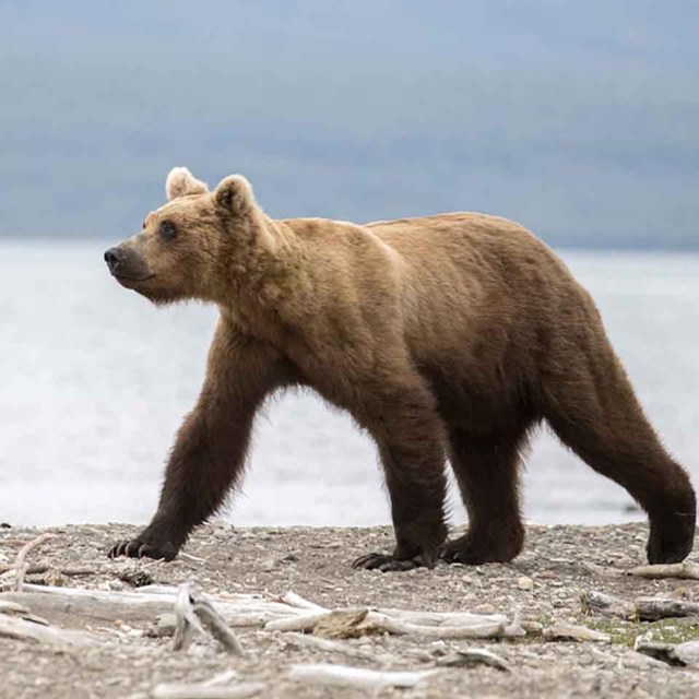 A young brown bear walks on the beach.