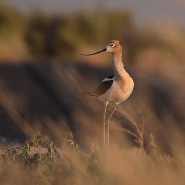 A bird in the grasslands.