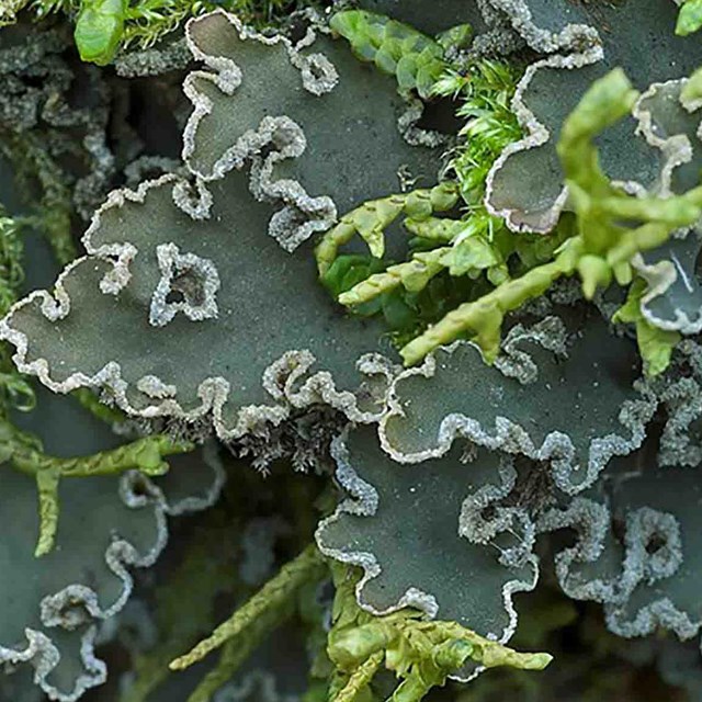 Close up of lichens.