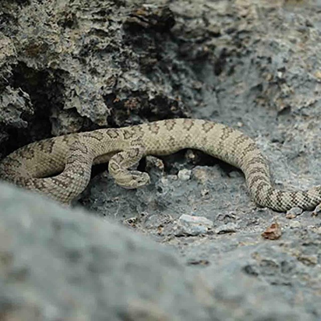A snake near its burrow.